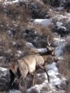 Food For Snow Leopards: Mountain Elk Reintroduced In Kyrgyzstan Food For Snow Leopards: Mountain Elk Reintroduced In Kyrgyzstan