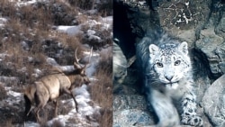 Food For Snow Leopards: Mountain Elk Reintroduced In Kyrgyzstan