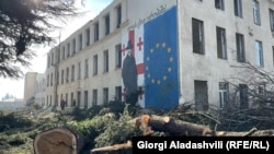 რადიო თავისუფლების ინფორმაციით, მოჭრილია 20-ზე მეტი ნაძვის ხე და კედარი