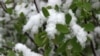 У Харкові випав сніг (відео)