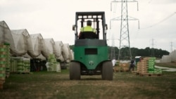 Мигранты из Таджикистана ищут работу в Европе и всё чаще попадаются на удочку мошенников