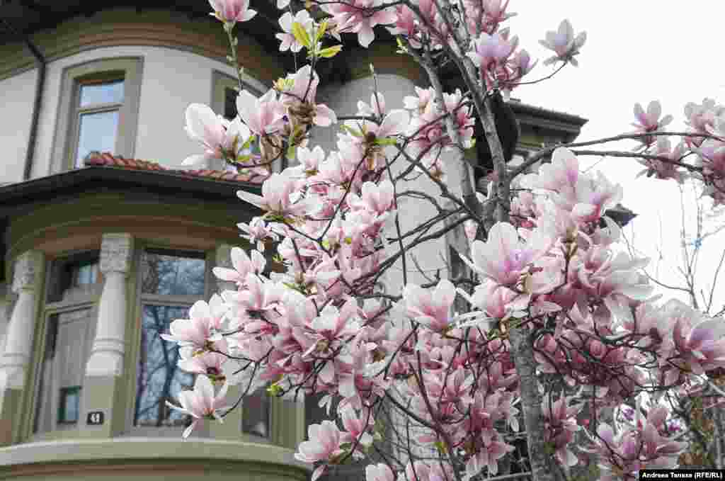 Farmecul clădirilor vechi e mai puternic parcă în prezența magnoliilor.
