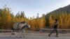 Bomb Attached To Donkey Kills Afghan Policeman