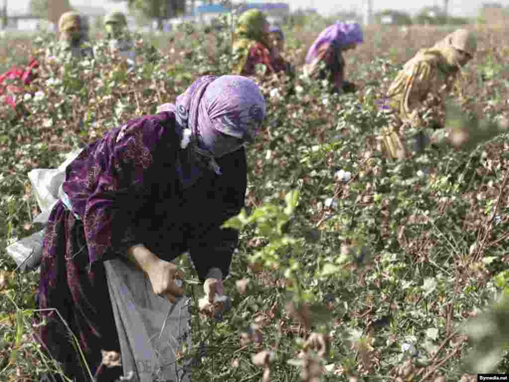 Tajikistan – Women pick cotton, 05Nov2006