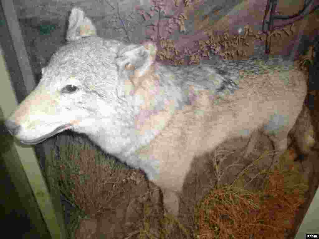 Рангҳои Помир #14