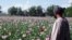 An Afghan farmer checks his poppy fields in Kandahar.