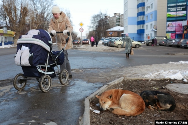 Пермь. Бездомные собаки на одной из улиц города