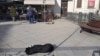 Улични кучиња во Битола.