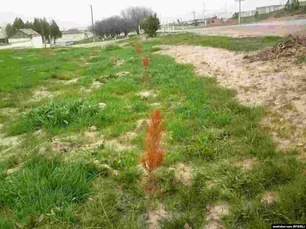 Gurap oturan ar&ccedil;alar