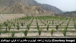 لغمان کې بڼوڼه
