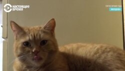 Семья из Молдовы спасает бездомных кошек: у них их уже 47 (видео)