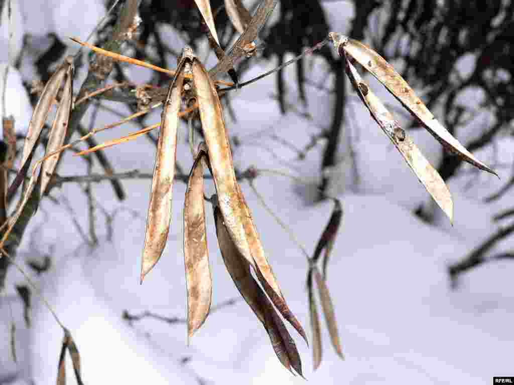 Сары сәрви (кузаклы тал, сары акация, Caragana) көздән шартлап ярылып кузагыннан борчак коя. - Сары сәрви (кузаклы тал, сары акация, Caragana) көздән шартлап ярып кузагыннан борчак коя.