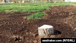 Uly agaçlaryň çapylýandygy sebäpli parkyň häzirki ýagdaýy hem gün-günden üýtgeýär.