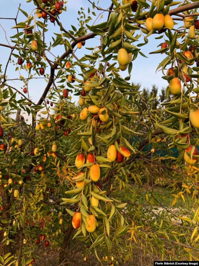 Curmalul chinezesc dezvoltat la Agronomie are fructele mari, spre deosebire de „curmalul dobrogean”, pe care localnicii îl confundă cu măslinul.