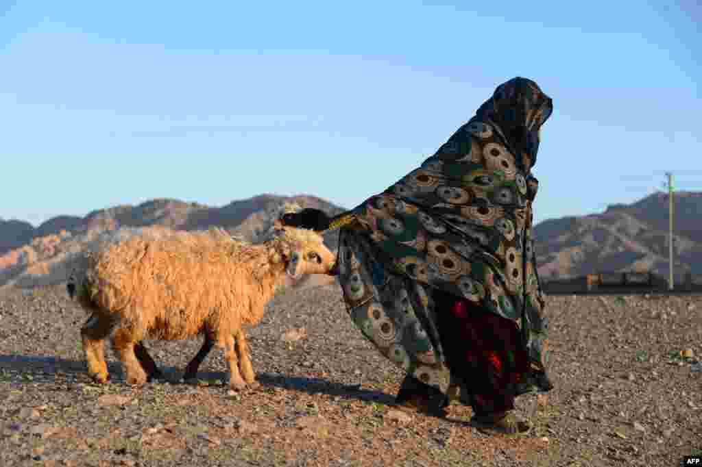 Әфганстанның Һират шәһәре янында бер мөселман хатыны корбан сарыгын алып кайтып бара