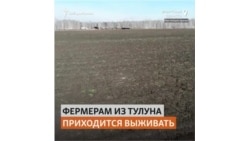 Фермеры Тулуна рискуют остаться без урожая и в этом году