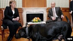 Angela Merkel în vizită la Vladimir Putin, 21 ian. 2007,  în vila de la Soci, la Marea Neagră. Se crede că Putin știa de frica absolută a Angelei Merkel de câini și că a făcut dinadins să aducă un dulău în timpul convorbirii, pentru a o teroriza și influența pe Merkel.