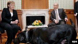 Канцлер Германии Ангела Меркель на переговорах с президентом Владимиром Путиным, во время которых в помещение вошла собака Путина - лабрадор Кони. Сочи, 21 января 2007 года.