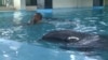 Как дельфины помогают украинским бойцам (видео)
