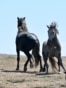 BOSNIA-AMIMAL-WEATHER-DROUGHT-HEATWAVE