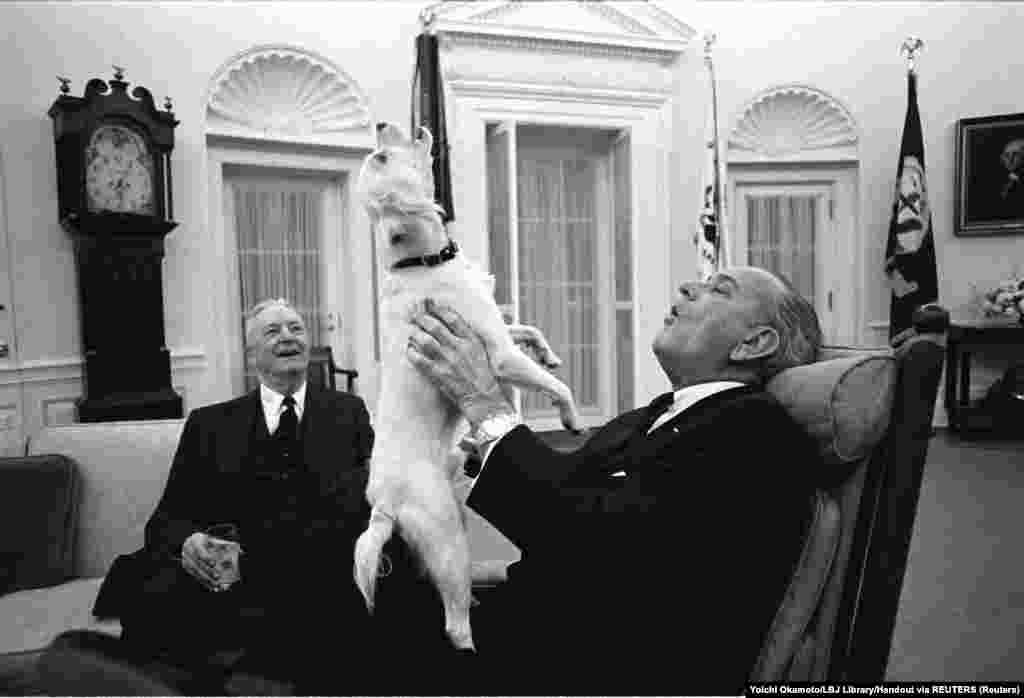 6 февраля 1968 года. 36-й президент США Линдон Джонсон поет вместе со своей собакой Юки в Овальном кабинете Белого дома. С улыбкой за ними следит посол Дэвид Брюс