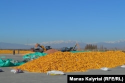Одни работники сортируют кукурузу, другие очищают ее с использованием техники. Алматинская область, Панфиловский район, село Пиджим, 6 ноября 2021 года