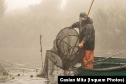În jur de 70% din peștele extras din apele românești se comercializează pe piața neagră.