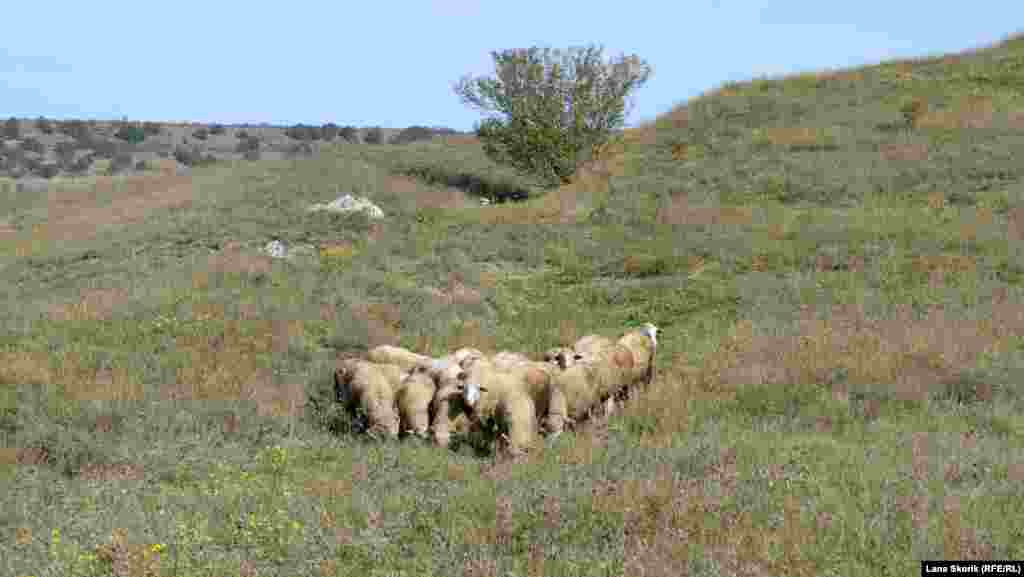 На окраине сбились в кучу овцы