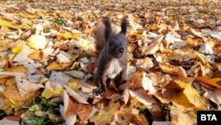 Squirrel Squirel autumn leaves Bulgaria park seasons leaf colours life Sofia