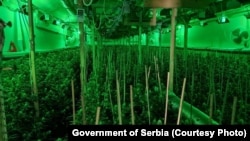 Laborator ilegal unde se cultivă marijuana. Belgrad, Serbia, 2021
