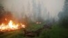 Представитель Greenpeace о лесных пожарах в России