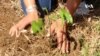 MADAGASCAR REFORESTATION 