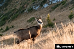 Animalele sunt renumite pentru frumusețea lor și sunt o specie emblematică în Munții Carpați.