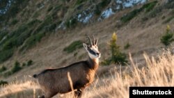 Egy Romániában élő kárpáti zerge – a vadászok szeretik a kihívást, a természetvédők szerint békén kéne hagyni