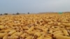 Украинское зерно прибыло в Испанию по новому маршруту
