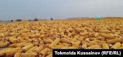 Кукуруза надолго стала неофициальным символом правления Хрущева, которого его критики презрительно называли "Никита-кукурузник"