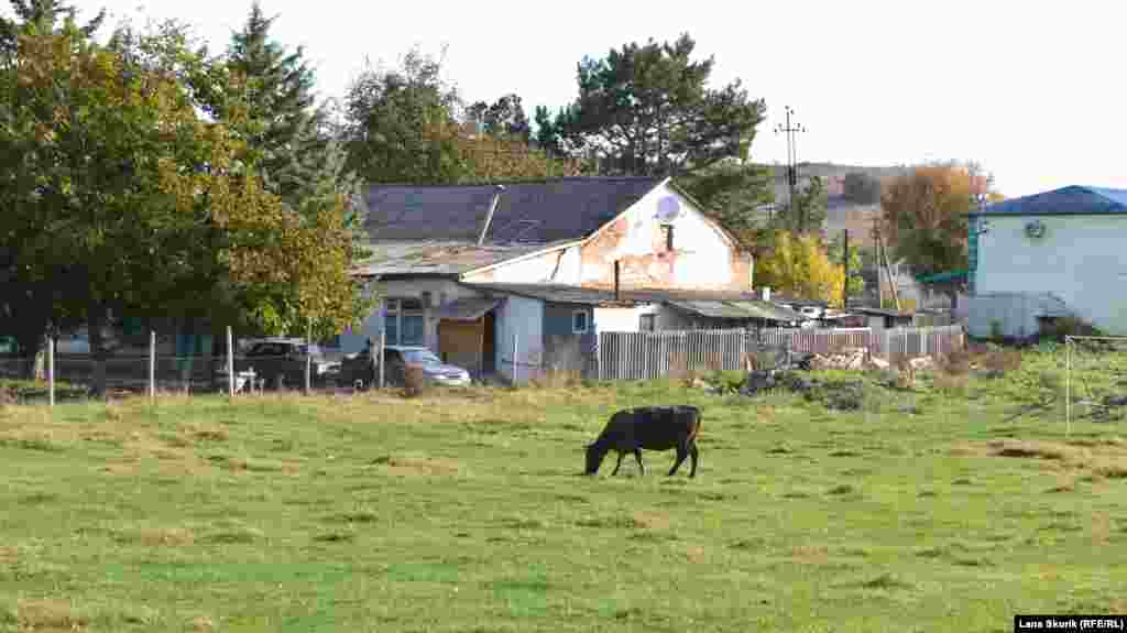 Домашний скот пасется на футбольном поле