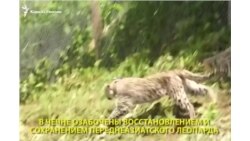 Животные и люди в Чечне