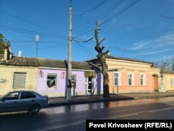 Дерево після глибокої обрізки на вул. Толстого в Сімферополі. Лютий 2026 року