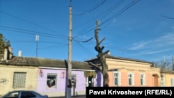 Дерево после глубокой обрезки на ул. Толстого в Симферополе. Февраль 2026 года