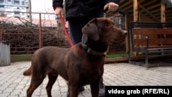 Rodžer, terapijski pas koji radi u klinici u Skoplju