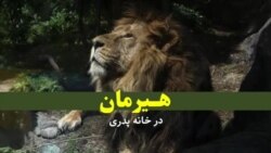 هیرمان در خانۀ پدری