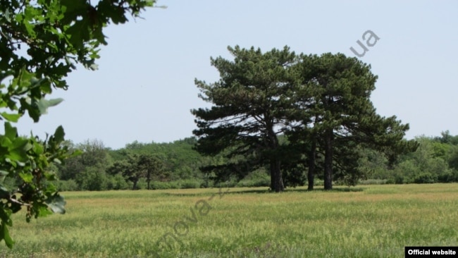 Галявина з соснами