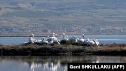 ALBANIA-ENVIRONMENT-NATURE-BIRD-CLIMATE-ANIMAL