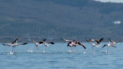 Ndryshimet klimatike rrallojnë shpendët shtegtarë në Shqipëri