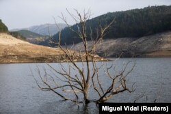 Një pemë e zhytur në ujë, në atë që dikur ishte fshati Aseredo. Fotografi e shkrepur më 10 shkurt 2022.