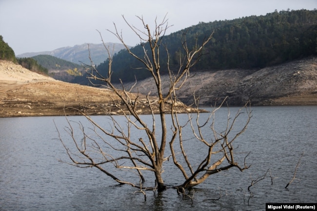 Një pemë e zhytur në ujë, në atë që dikur ishte fshati Aseredo. Fotografi e shkrepur më 10 shkurt 2022.