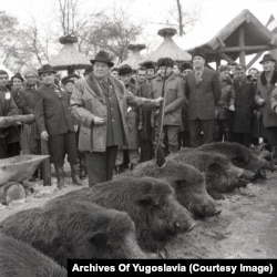 Tito with wild boars that had just been hunted at Karadjordjevo