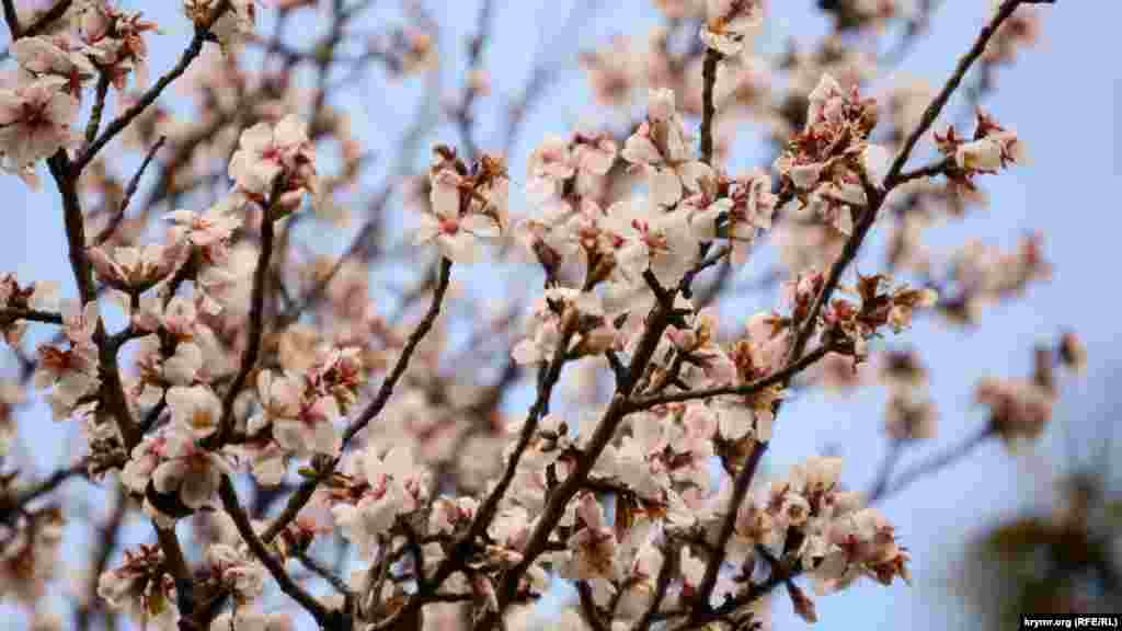 Во второй декаде февраля началась &laquo;вторая волна&raquo; цветения миндаля, когда начали массово цвести деревья на склонах Южной бухты Севастополя, на проспекте Генерала Острякова, на улице Гоголя и в других жилых кварталах города
