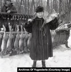 „Mrs. Puszanova”, Alekszandr Puszanov szovjet nagykövet felesége egy frissen elejtett rókát mutat, „amelyről úgy gondolja, hogy jó lehet szőrmesálnak” Karadjordjevóban